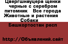 Цвергшнауцера щенки черные с серебром питомник - Все города Животные и растения » Собаки   . Башкортостан респ.